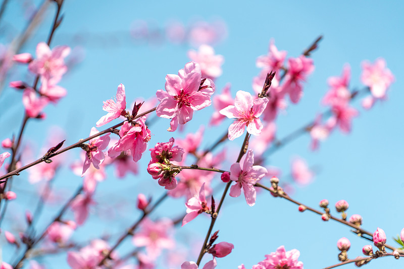 春季蓝天下的粉色桃花特写近景图片下载