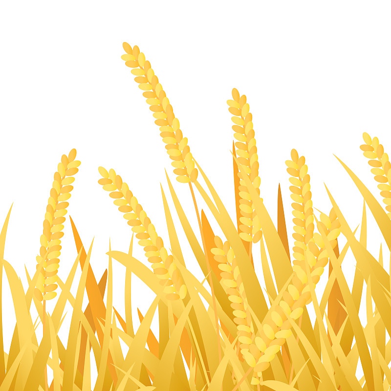 谷雨芒种水稻小麦丰收播种耕耘谷物生长二十四节气中国风矢量插画图片