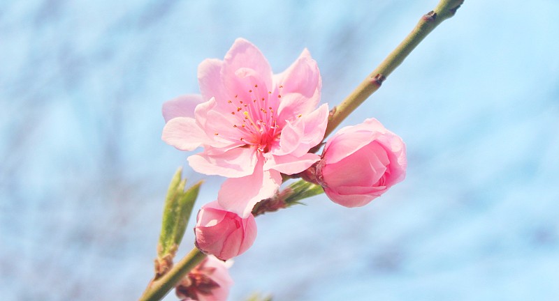 枝头上盛开的桃花图片素材