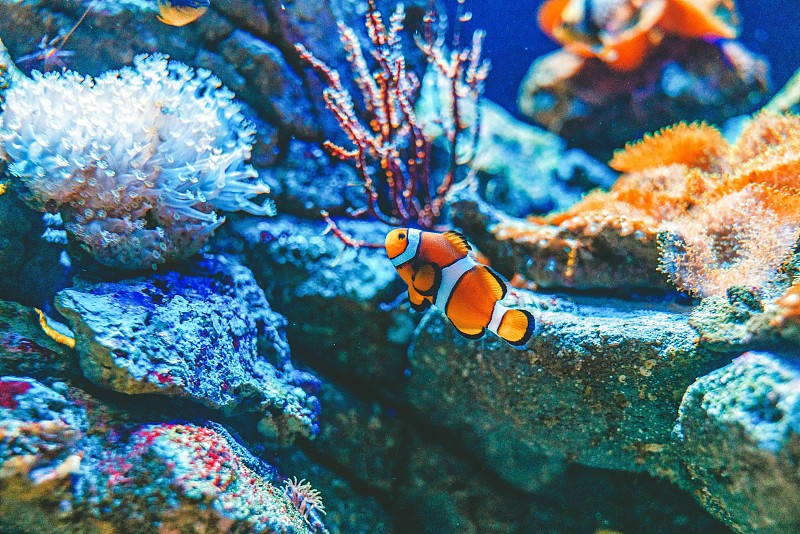 珊瑚中的小丑鱼图片下载