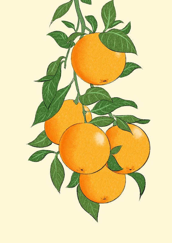冬至-橙子图片素材