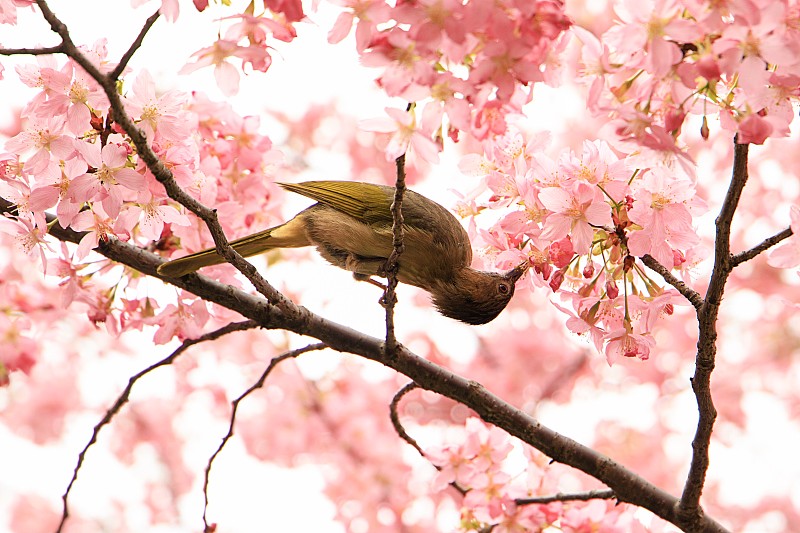 樱花与鸟儿图片素材