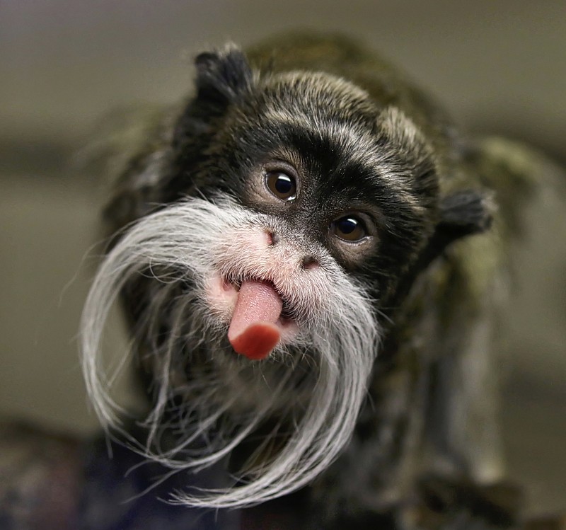 帝王狨猴(猴王)伸出舌头图片素材