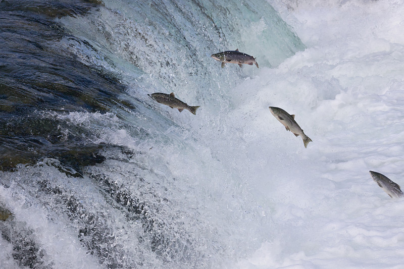 美国阿拉斯加州布鲁克斯瀑布上的鲑鱼图片素材