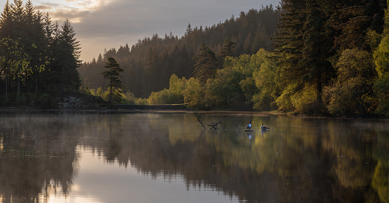 风景与远处的两只鹅在湖和森林的背景，巴尔弗隆，苏格兰，英国图片素材