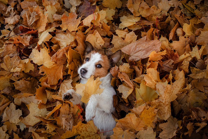 狗躺在秋天的落叶中图片下载
