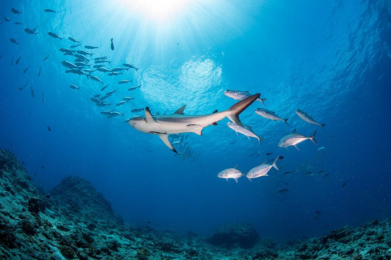 灰鳍礁鲨和杰克鱼群图片下载