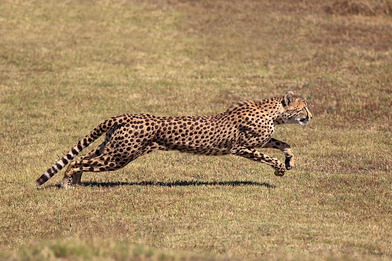 猎豹，成年，狩猎，奔跑，南非，非洲图片下载