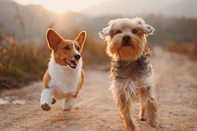 两只狗在阳光下奔跑图片素材