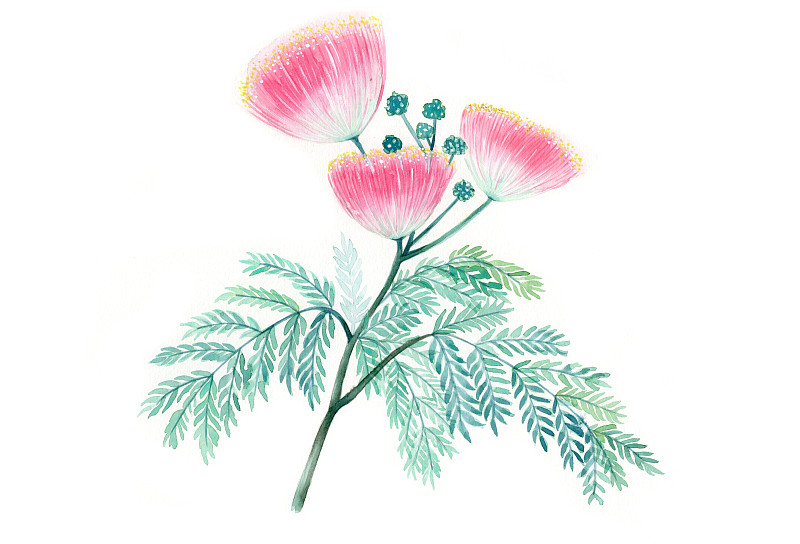 手绘水彩合欢花植物花卉插画下载