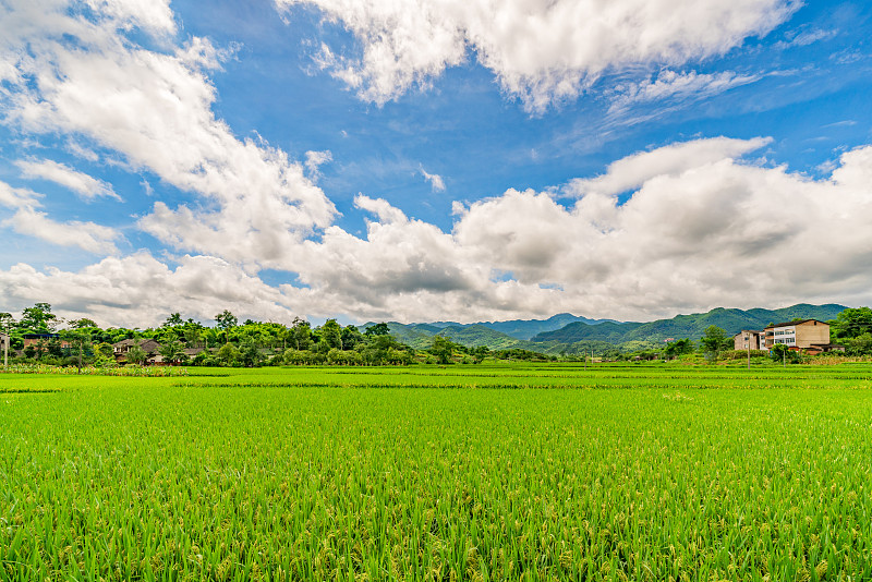 蓝天白云下的稻田图片素材