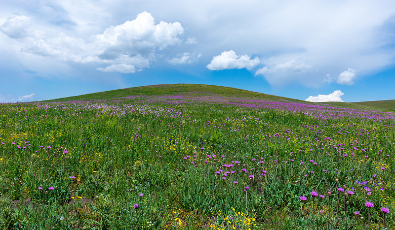 新疆喀拉峻大草原-鲜花台图片素材