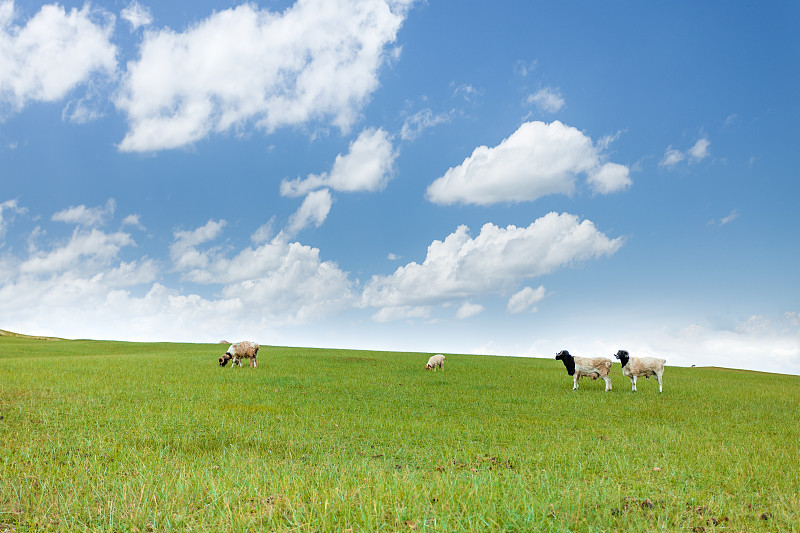 夏季中国新疆巴音布鲁克草原上的黑头羊图片素材