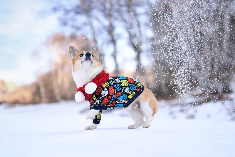 雪地里的柯基犬图片素材