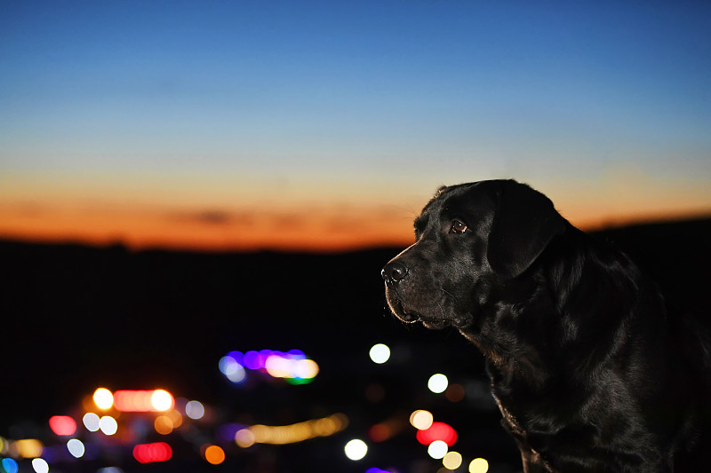 夜景里的拉布拉多犬图片素材