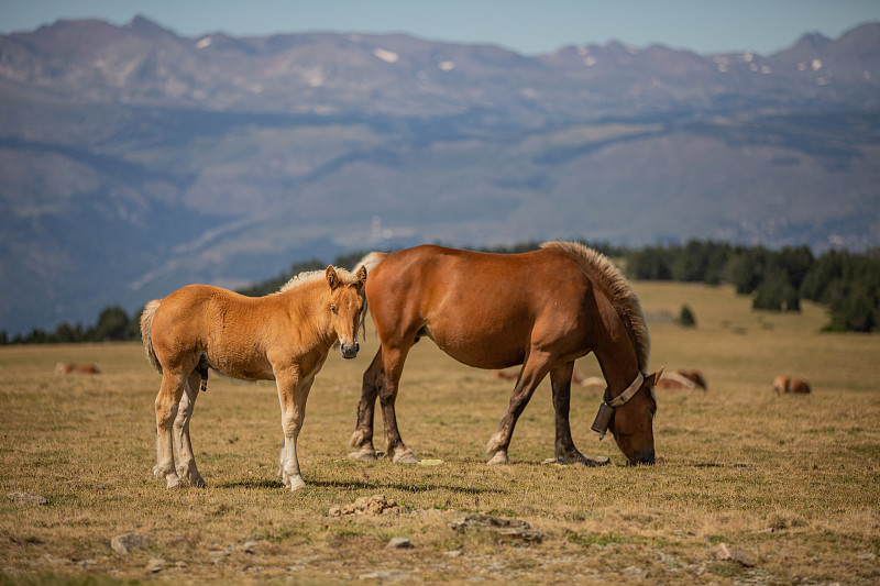草原上的两匹马，托斯，西班牙图片下载