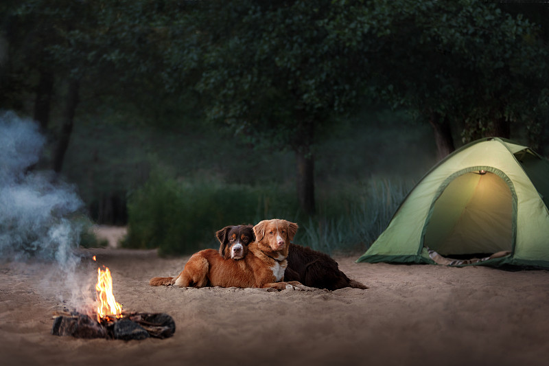 在森林里篝火旁露营的狗图片素材