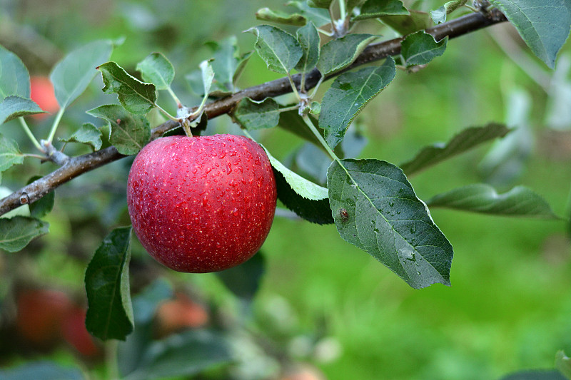 苹果在树上生长的特写图片下载