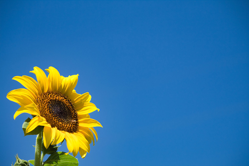 低角度的向日葵对晴朗的蓝天图片素材