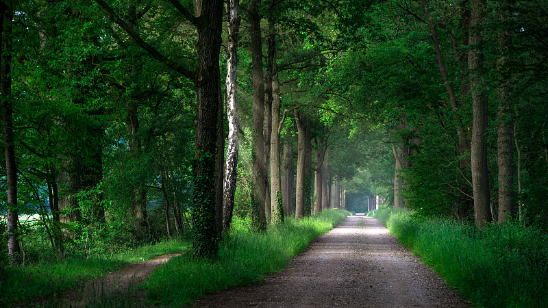 荷兰温特威克森林里的树木图片素材