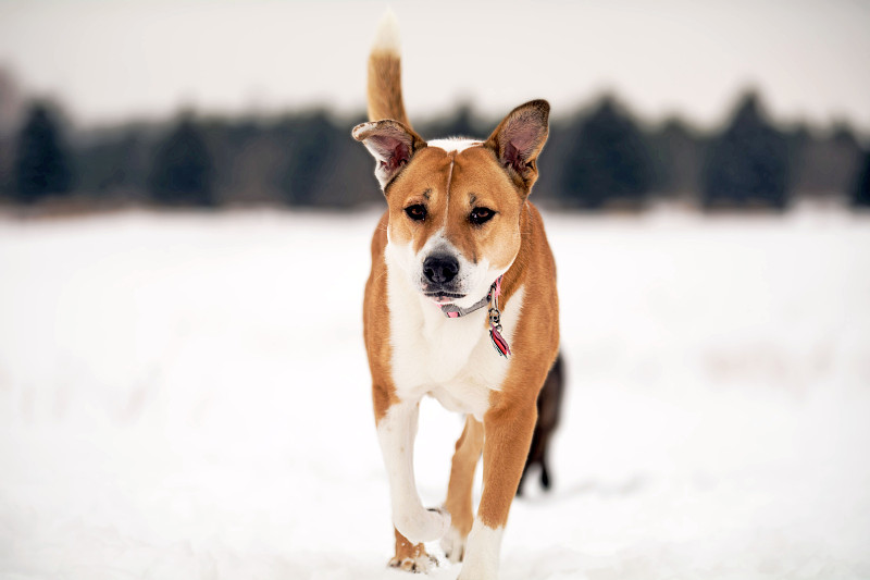 狗在雪地上奔跑的肖像，里彭，美国图片素材