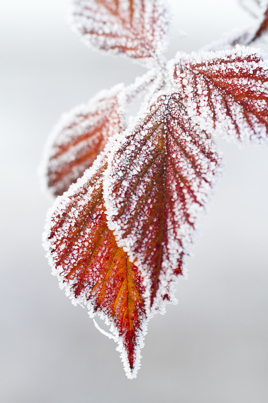 荷兰Dwingeloo冬日冰冻树叶的特写图片素材