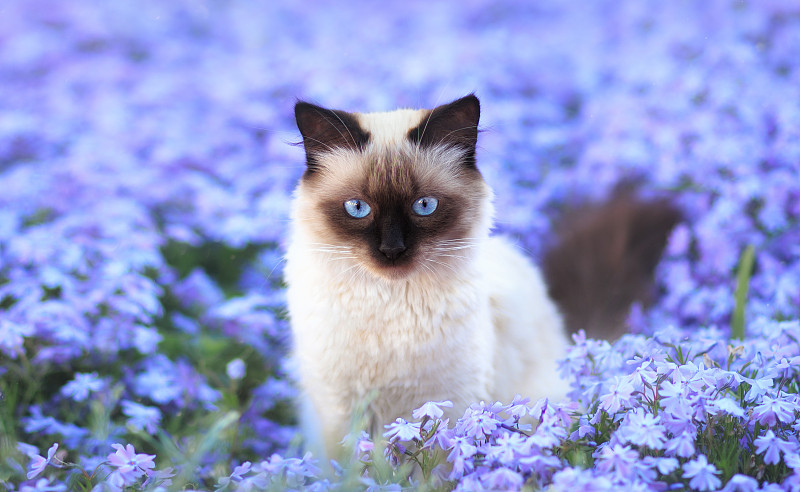 紫色花中猫的肖像图片下载