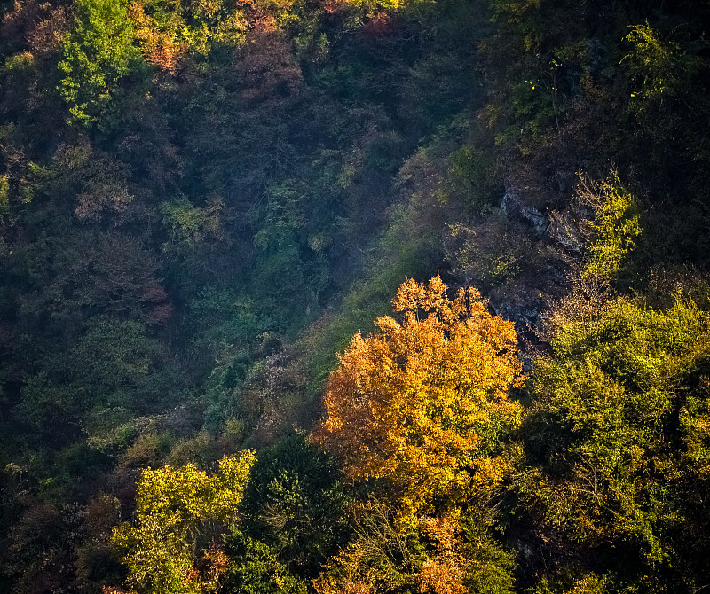 秋天的山间红叶图片素材