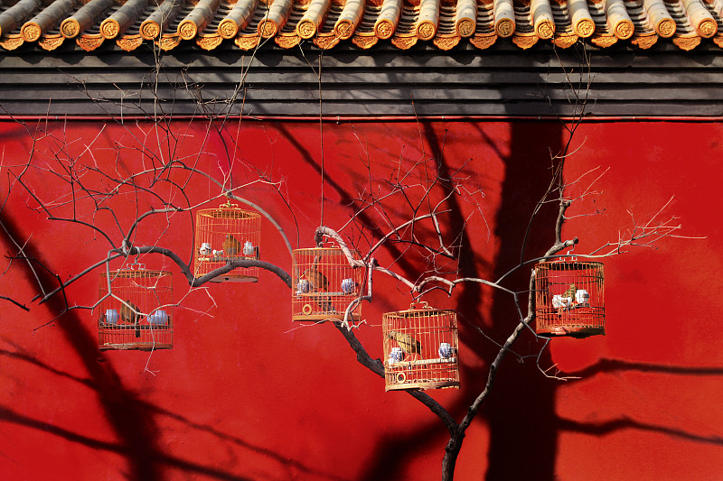 北京胡同里的民俗遛鸟图片素材