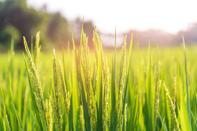 绿色田地里的稻田水稻农作物生长农业健康食品稻谷大米禾图片下载