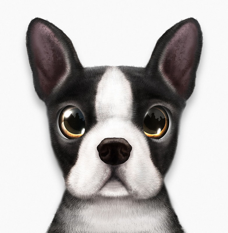 法国斗牛犬狗的肖像图片下载