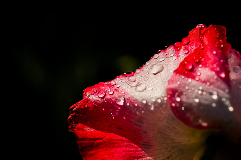 湿红玫瑰花的特写，哈斯克尔，德克萨斯州，美国，美国图片下载