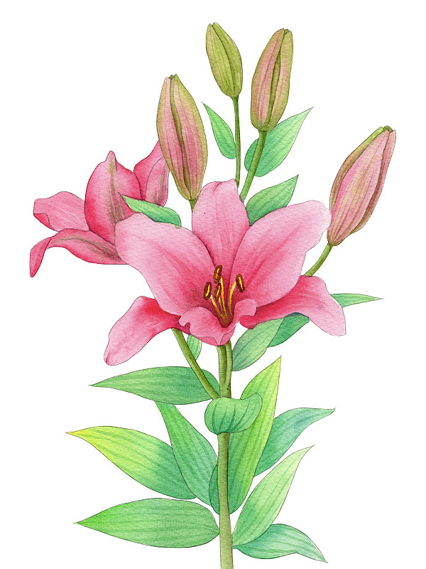 手绘水彩植物花卉香水百合素材插画下载