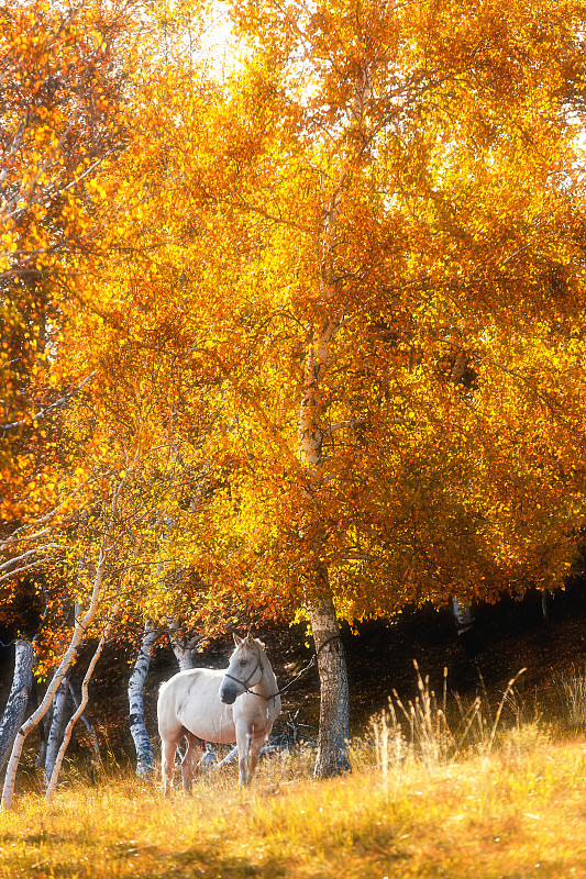 内蒙古赤峰坝上秋季风光图片素材