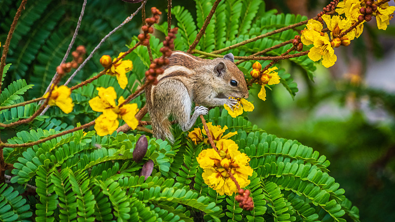 树上松鼠的特写，金奈，泰米尔纳德邦，印度图片下载