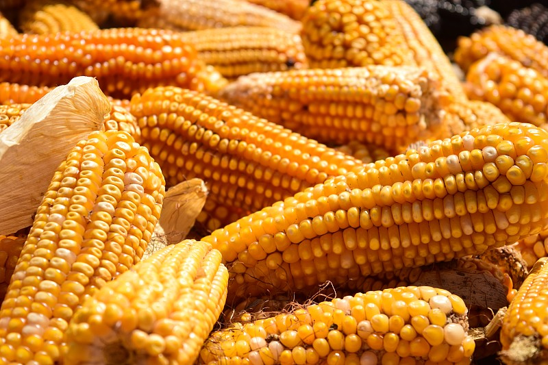 墨西哥，阿马纳科德贝塞拉地里的玉米特写图片下载