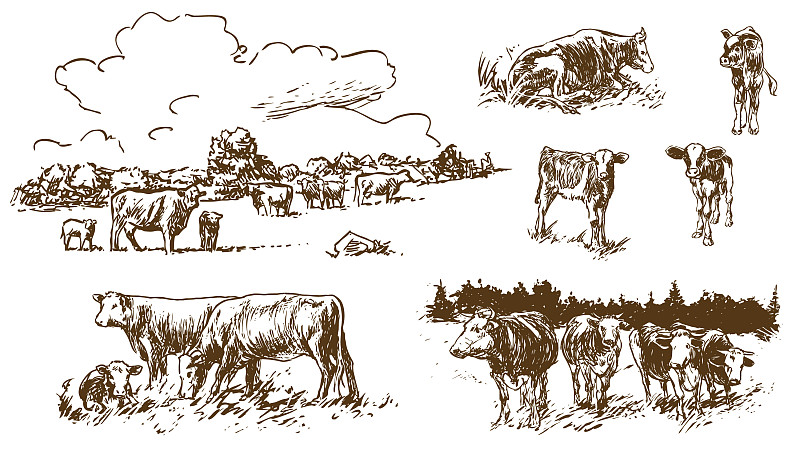 牧场上的母牛和小牛图片下载