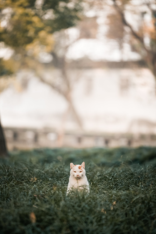 清晨苏州西园寺内的一只白猫图片下载