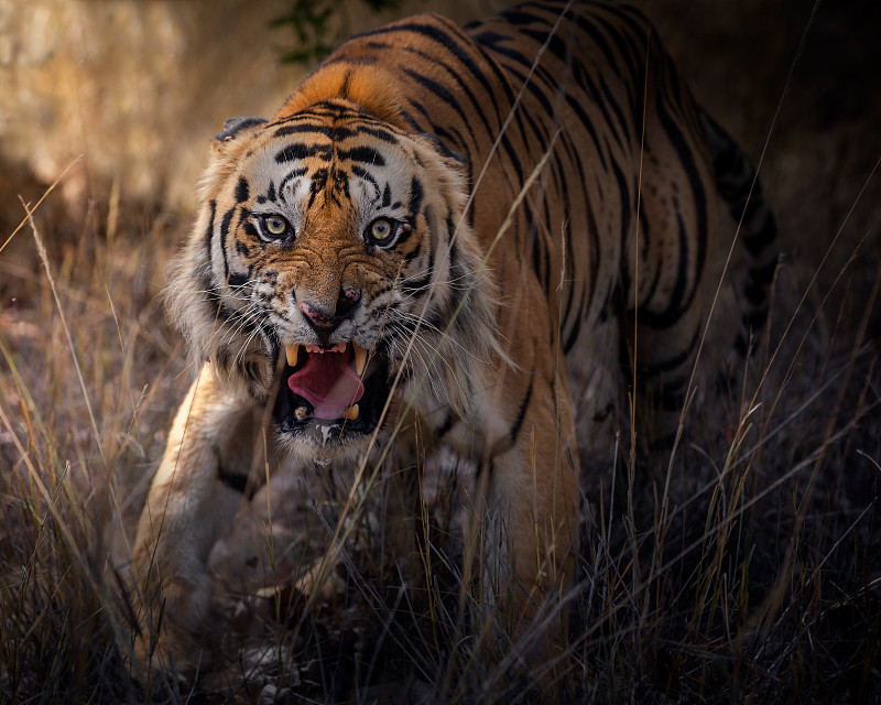 苏门答腊虎坐在草地上的画像图片下载