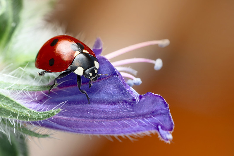 紫色花朵上的瓢虫特写图片下载