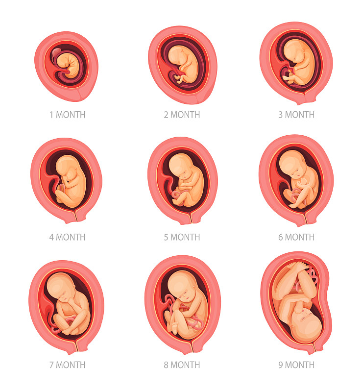 人类胚胎发育阶段信息图图片