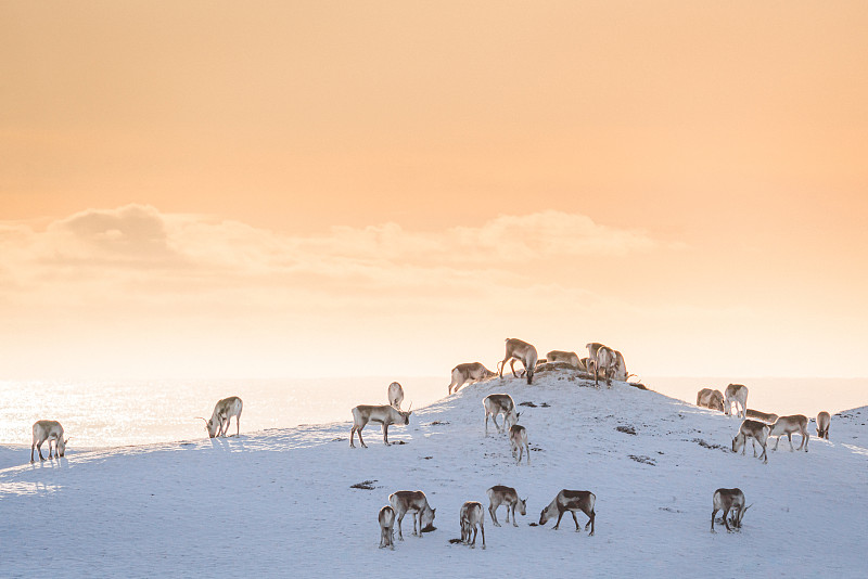 冬季冰岛野生驯鹿图片下载