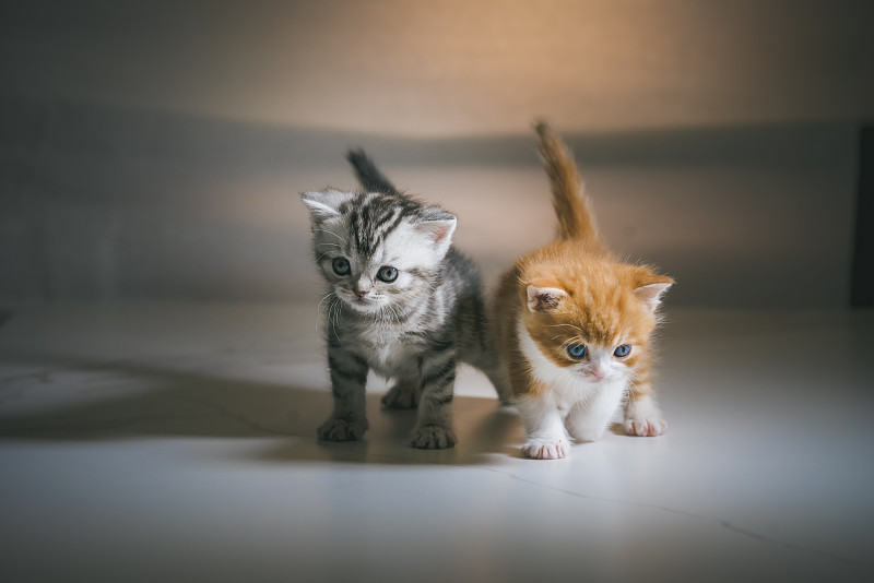 一只美短起司幼猫与一只美短橙猫幼猫图片下载