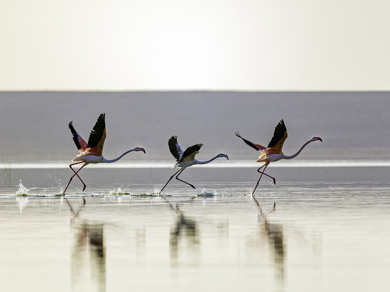 卡塔尔的鸟类大火烈鸟，卡塔尔湿地的风景图片下载
