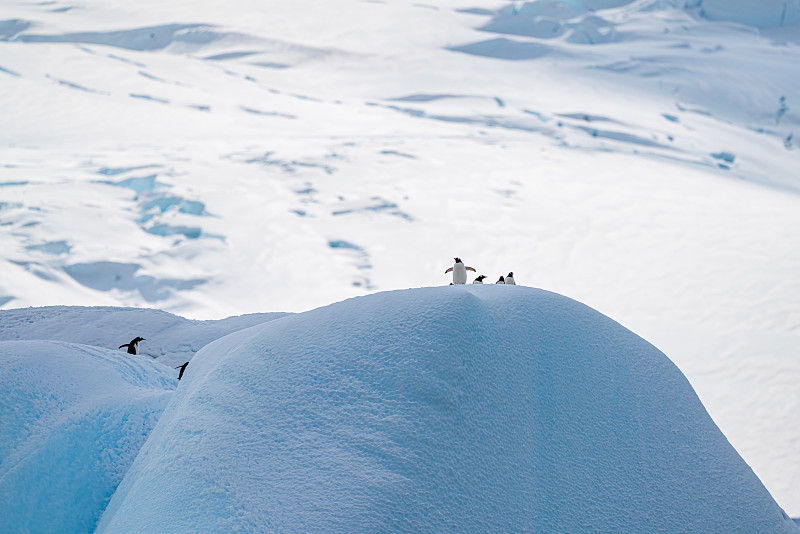南极洲企鹅图片下载