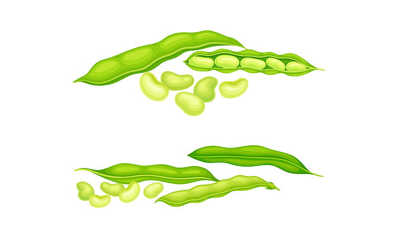 有机绿色豆荚设置新鲜的法国花园插画图片