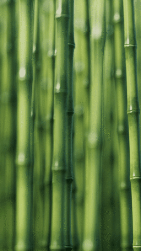 绿色竹子和竹林天然绿色概念3D渲染图片下载