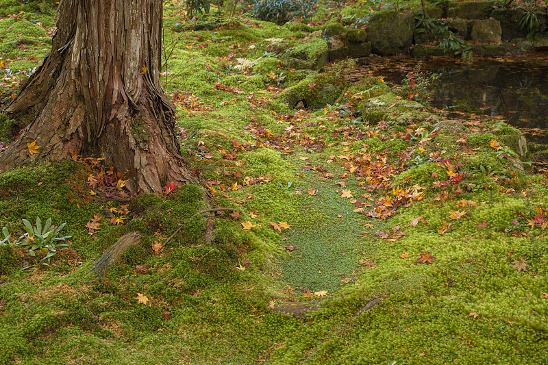 池边长满苔藓的树根和岩石图片下载