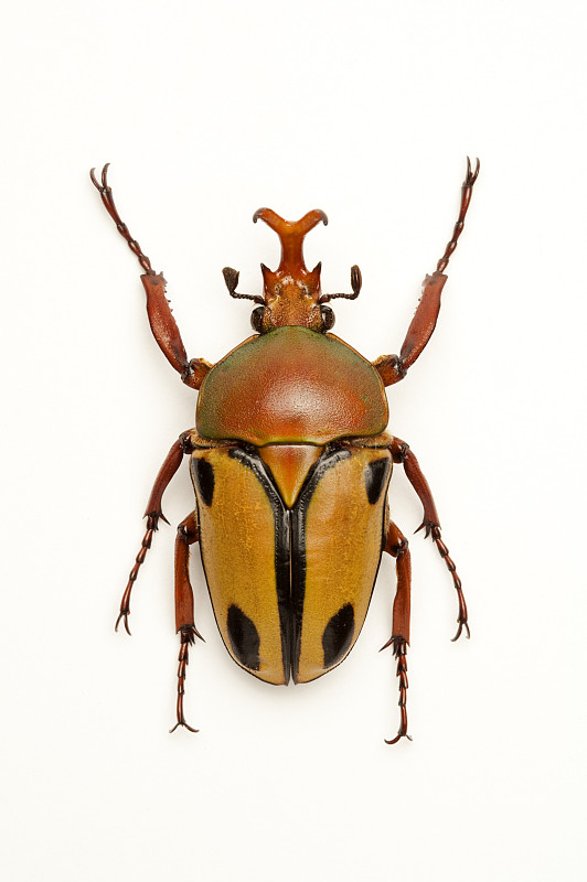 金龟子甲虫昆虫鞘翅目图片素材