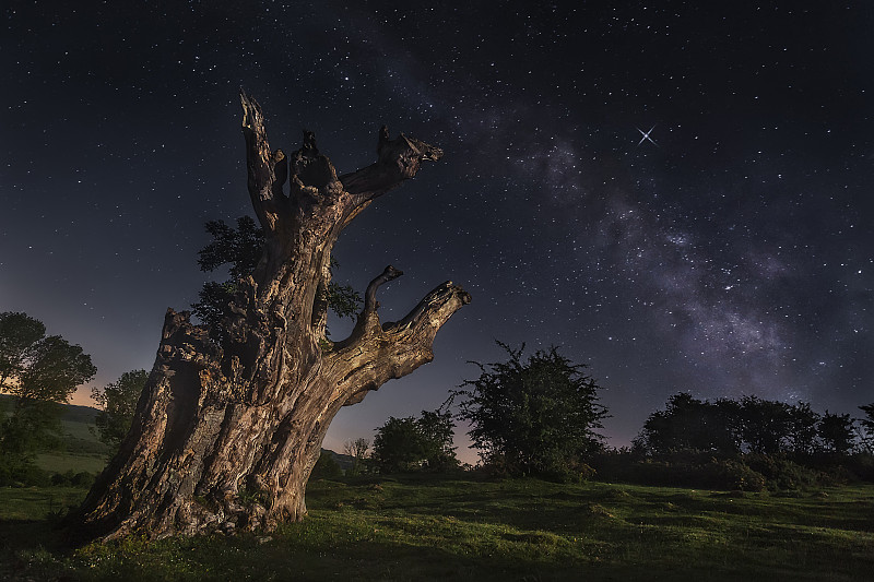 西班牙纳瓦拉，古老的树干和银河图片下载